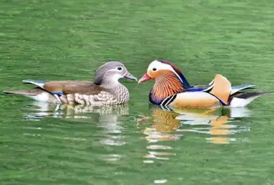 Mandarin duck pairs, View more