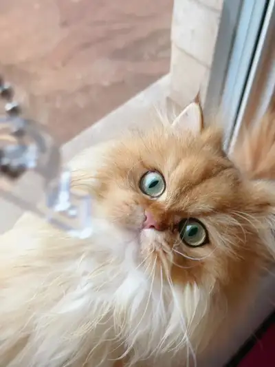 British Longhair cat, View more