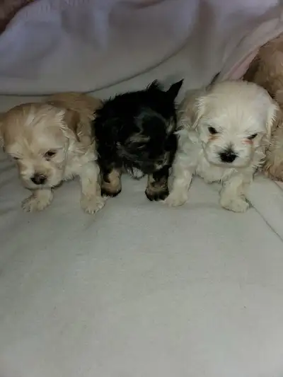 shih-poo puppies, View more