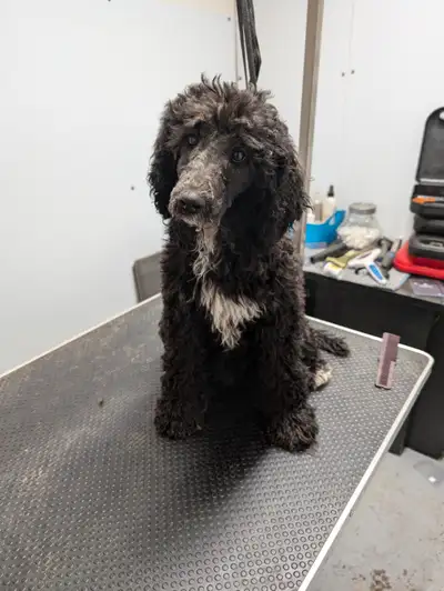 Bonjour,ma belle Liberté a donné naissance j ai 2 femelles de disponible,les chiots sont vaccinés, v...