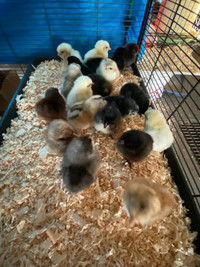 BYM chicks - hatched Mar. 3 