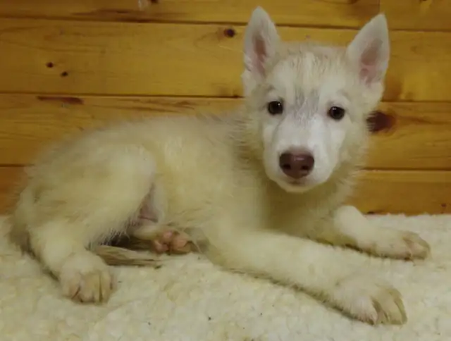 Registered Siberian Huskies in Dogs & Puppies for Rehoming in Hamilton - Image 3