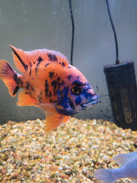 African cichlids and others 