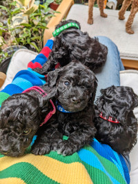 Tiny toy poodle puppies, gorgeous shiny black. Reserving now!