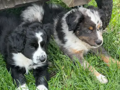 Australian Shepard pups, View more