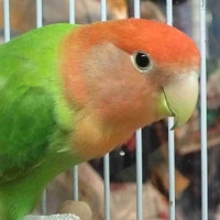 opline red-headed lovebird Kawartha Lakes Peterborough Area Preview