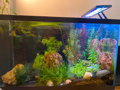 Affordable Aquarium Plant Bundle – $25 CAD I’m selling a healthy, aquarium-grown plant bundle for ju...