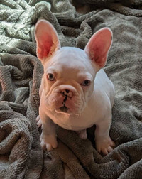 Exotic french bulldog puppies. Ready 2 go now 