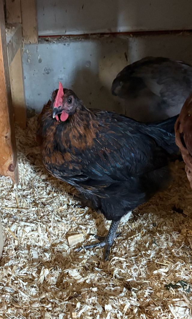 Black Copper Maran mix 9 week old rooster. in Livestock in Port Alberni