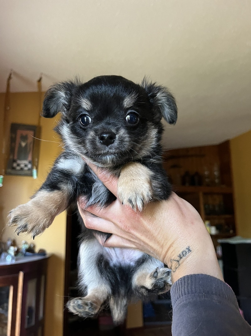 Ckc long coat chihuahua puppies Dogs & Puppies for Rehoming Red