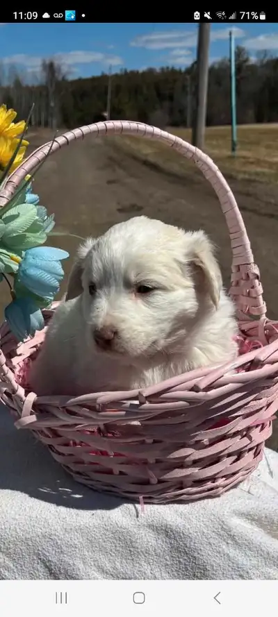  Rehoming 4-Month-Aussie/Pyrenees, View more