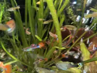 Poissons - échange guppies contre des articles d'aquarium 