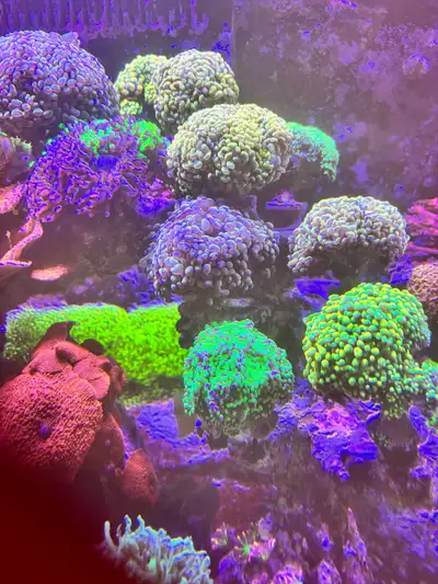 Saltwater Hammer Corals rehome, View more
