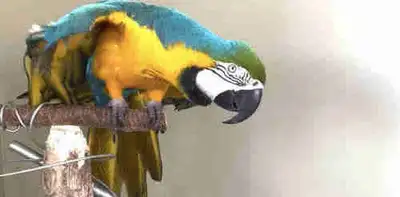 beautiful Golden Yellow Maccaw available, View more
