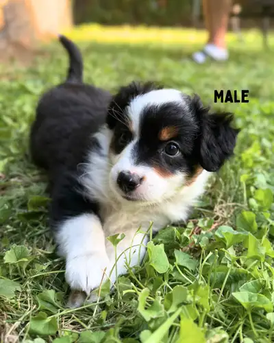 Mini Australian Shepherd Puppies, View more