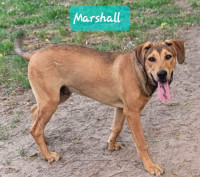 Marshall-1yr male black mouth cur mix