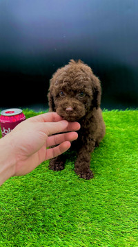Caniche  toy poodle