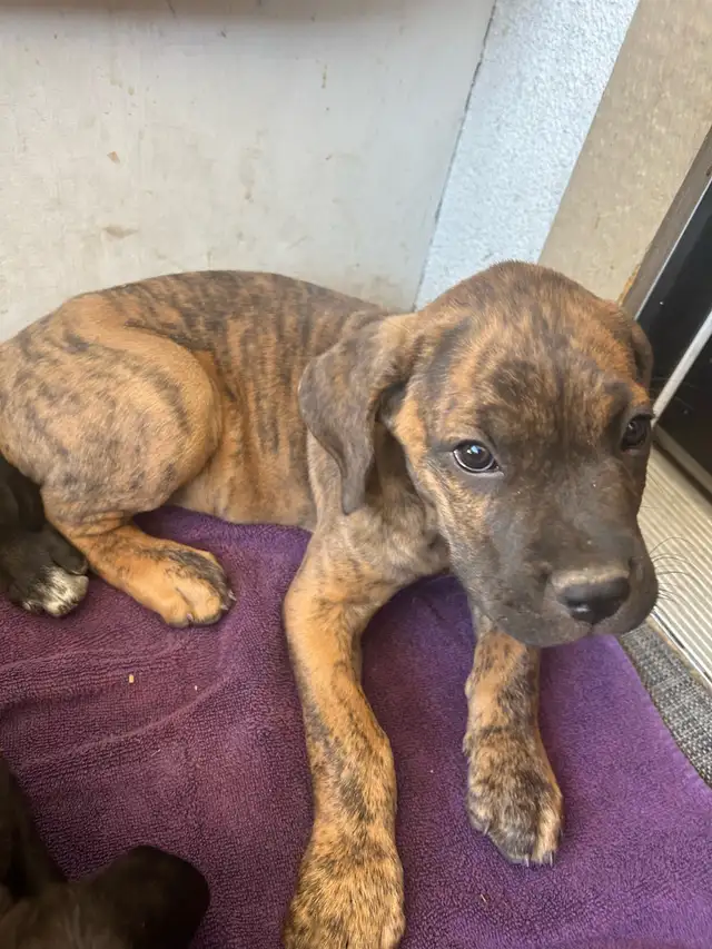 Cane corso/Great Dane puppies ready in 2 weeks with first shots. in Dogs & Puppies for Rehoming in Penticton - Image 9