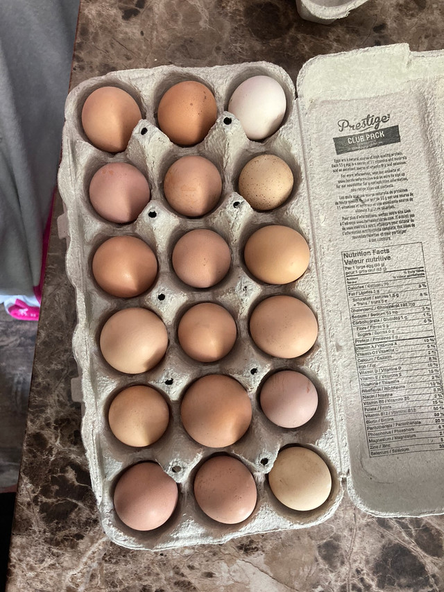 Fresh organic eggs in Other in Trenton - Image 3