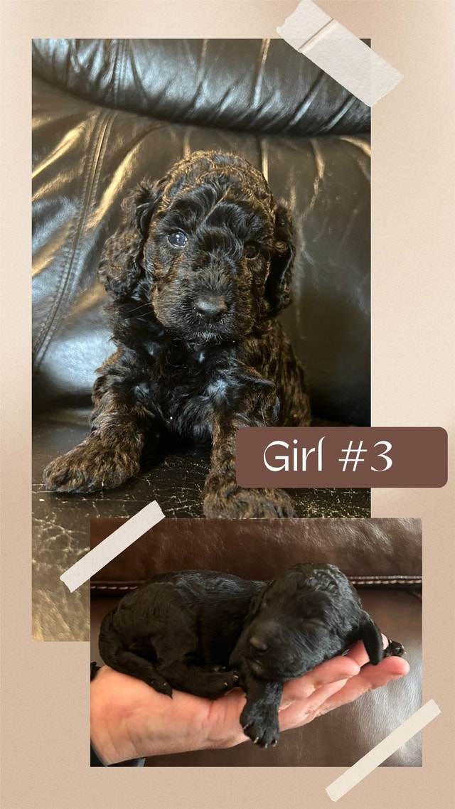 Maxipoo babies Dogs & Puppies for Rehoming Calgary Kijiji