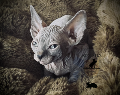 Registered Canadian Sphynx, View more