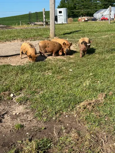 Barrow Kune Kune Piglets, View more