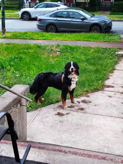 Prize Bernese Mountain Dog Available for Stud., View more