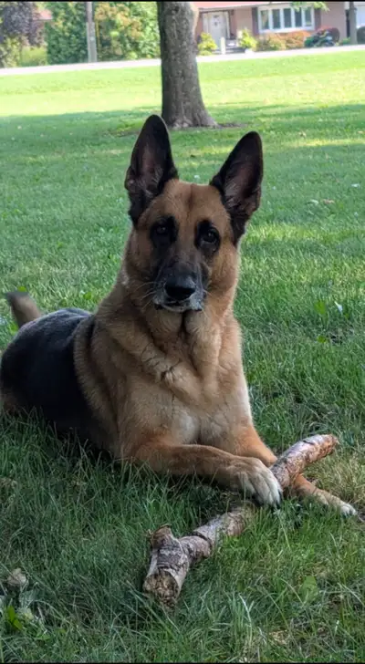 Dog Walking/Care Services , View more