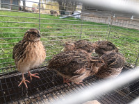 5 male quail -6 weeks