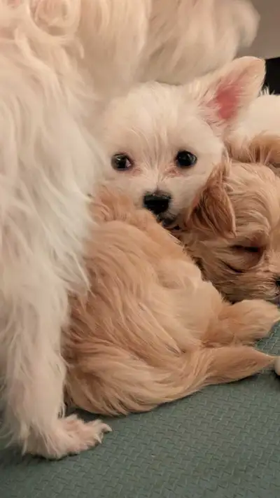 White Female Morkie Puppy [PENDING PICKUP], View more