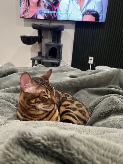 Bengal cat for rehoming, View more