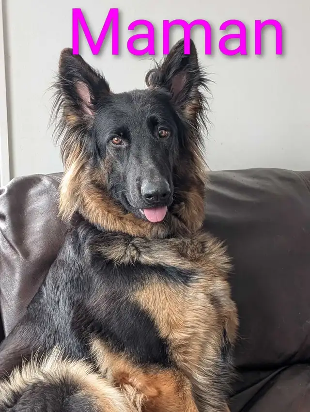 Berger Allemand (pure) DERNIERE FEMELLE in Dogs & Puppies for Rehoming in Trois-Rivières - Image 6