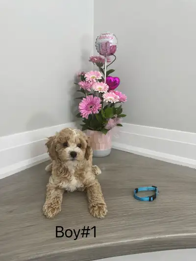 Adorable 8-Week-Old Maltipoo Puppies Ready for Their New Homes, View more