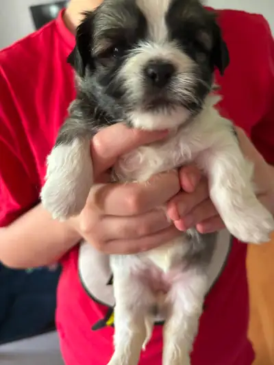 Adorable Shihtzu/Bichon pups, View more