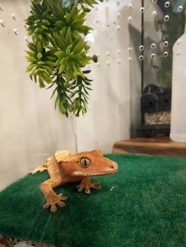 Geckos for sale in Reptiles & Amphibians for Rehoming in Brantford - Image 3