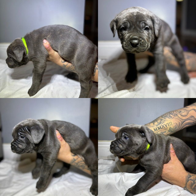 Cane Corso Puppies  in Dogs & Puppies for Rehoming in Chatham-Kent - Image 4