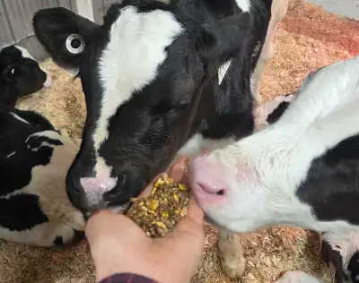 Veau Holstein, View more