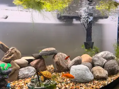 Free Fish & Aquarium Items – I’ll Pick Up, View more