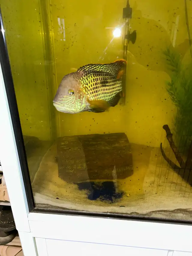 Unsexed Green Terror in Fish for Rehoming in Delta/Surrey/Langley - Image 5