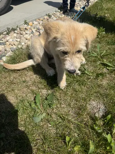puppy for rehoming ! Negotiable, View more