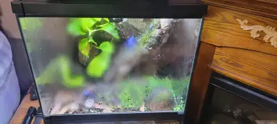 Selling full Dart frog/Mourning gecko setup, Exo Terra bioactive tank with bottom drain, clay ball d...