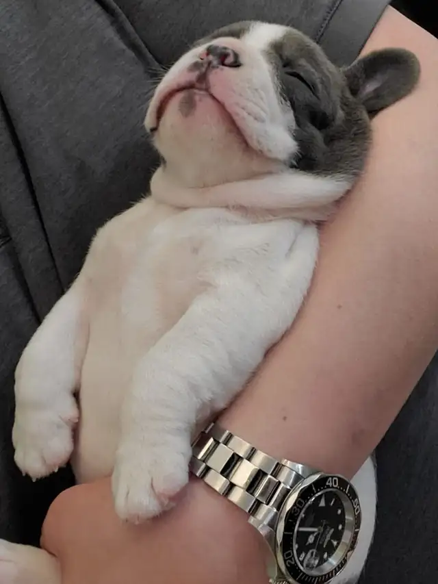 Female French bulldog  14 weeks olds in Dogs & Puppies for Rehoming in Markham / York Region - Image 7