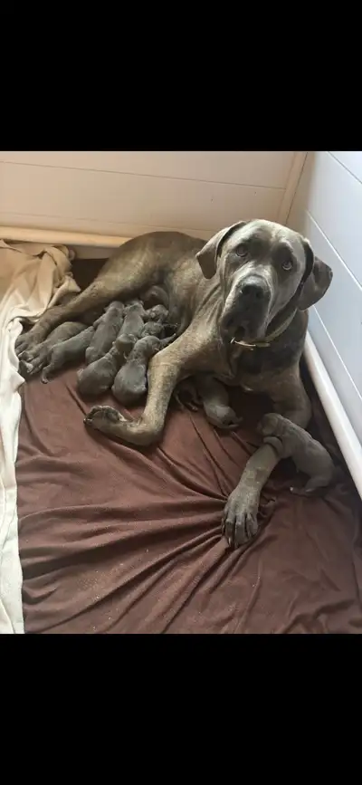 bébés chiens Canecorso à vendre, View more