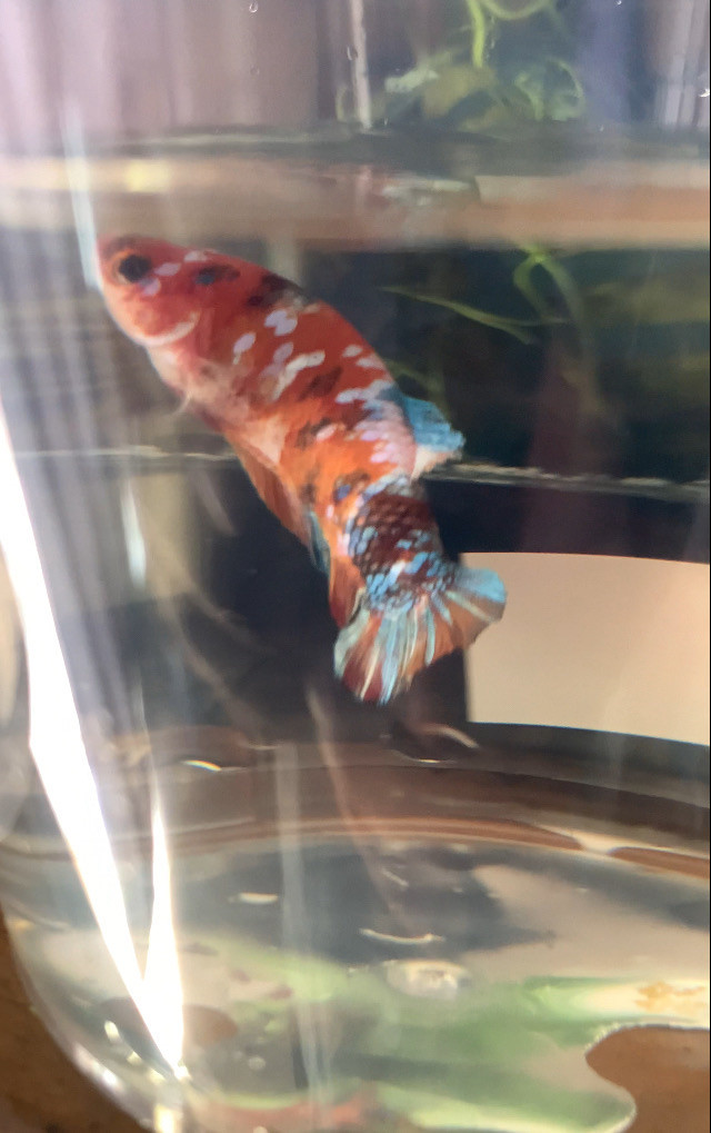 Koi Galaxy Betta $30 in Fish for Rehoming in Leamington - Image 4