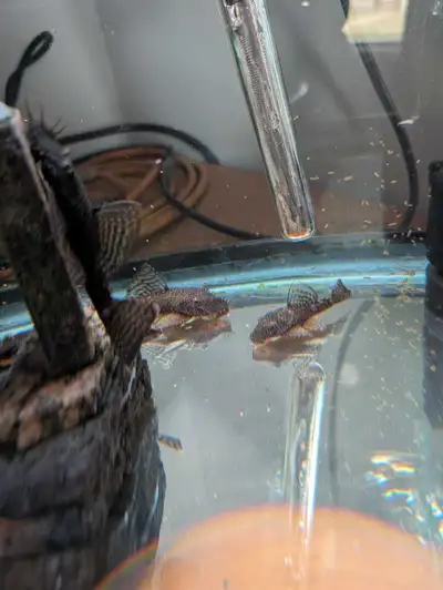 Bristle Nose Plecos about 3-4 inches long. I have about 8 remaining. Asking $10 each
