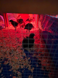Ameraucana Chicks for sale