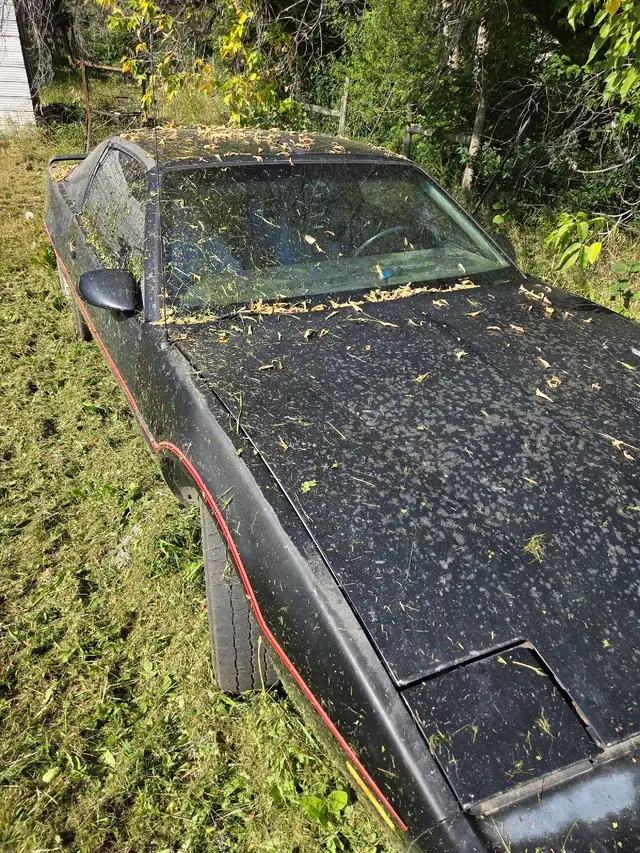 1985 Firebird 478192039258368003