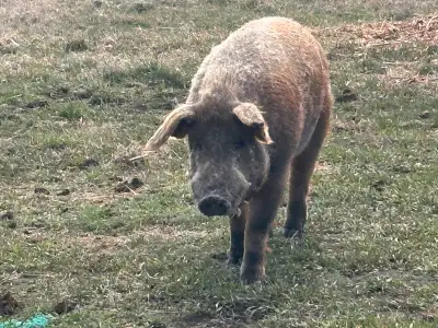 Duroc Tamworth Boar, View more