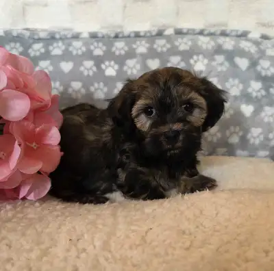 CKC Registered Purebred Hypoallergenic Havanese Puppies!!!, View more