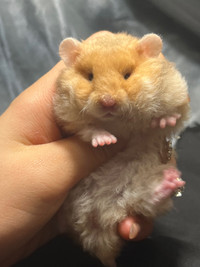  baby Syrian hamsters - ethical hamstery